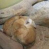 名護自然動植物公園　スナネコ