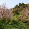 鳶烏山道路沿いのヒマラヤ桜