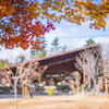 ヤマモミジはこれから：晩秋の庄川水記念公園