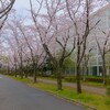 つくば公園通りのサクラ～つくば市とその周辺の風景写真案内（３６０）