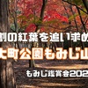 大町公園のもみじ山でほんのちょこっと紅葉狩り