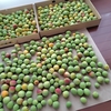 【香りから感じる季節】