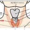 副甲状腺と骨粗鬆症