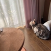 猫、狩猟本能は健在