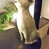 もう一度ネコが横切ったのでΣ(ﾟДﾟ)