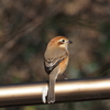 鳥の糞に見る生態系。白い鳥の糞の性質や栄養の供給などの視点を考察