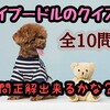 トイプードルの３択クイズ