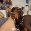 BTSジョングク、インスタストーリーに愛犬「バム」が登場！