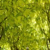【カナダ春の周遊旅4】キバナフジ満開のバンデューセン植物園へ
