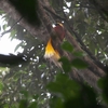 コフウチョウ Lesser Bird of Paradise 1