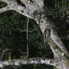 ハイイロタチヨタカ(Common Potoo)