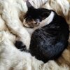 たまちゃんがいっぱい16　アムリタラボラトリー