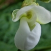 浜ちゃんの作物の花と結実(6)　　インゲン(インゲン豆)の花と結実