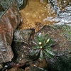 Bucephalandra sp"Lalah"from Sekadau【AZ1121-4】