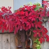 ヘンリーヅタの紅葉