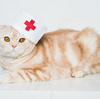 猫が夜中に嘔吐！吐く原因と夜間動物病院に行くべきかの判断基準