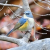 桐生自然観察の森の野鳥　ルリビタキ・ミソサザイ他　２０２１年１２月５日