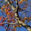 東山植物園の紅葉　２