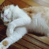 完全に出遅れた猫ちゃー 猫森町盆踊り