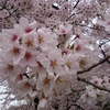 【北関東】春の花まつり　～花の写真だよ～