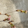 我が家の桜も開花宣言🌸