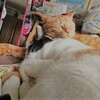 眠いニャン。