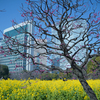 【浜離宮恩賜庭園】で菜の花と梅で春を先取り（東京都）