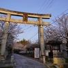 向日神社の桜とサザンカ・椿