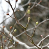 啓蟄の三辻の森遊山　冬芽