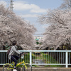 残堀川で満開の桜を見ながらむさしの公園から玉川上水ふせこしへ