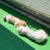 いつもの夏のいちにち