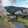 甲賀市の鮎河千本桜を再訪してみた