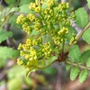 今年の春の花の開花状況