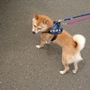 暑かったね～、だよ