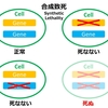 【文献紹介】合成致死synthetic lithality~LMO2陽性DLBCLにおいてはPARP阻害薬が効果的~