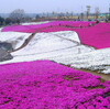 『100万本の芝桜』