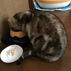 キャットタワーとお別れ