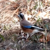 日本　谷汲公園のカケス 