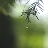 雨の歌。