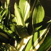 幅広い大きな葉はハラン（葉蘭、Aspidistra elatior）といい、昔から食物をつつんだり盛ったりするのに使われてきた。ユリ科ハラン属で、常緑多年草の単子葉植物。