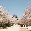 桜満開の季節がオススメ！愛媛城女子一人旅