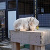 無料とは思えない動物公園【夢見ヶ崎動物公園】