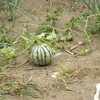 うらのすいか