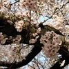 桜を愛でる長閑で幸せな春　お花見2022