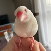 モテる文鳥って。。