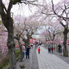 三嶋大社の桜　2014年4月7日