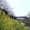 山崎川の桜