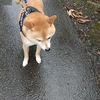 雨散歩の後、だよ