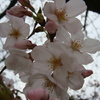 桜〜春がいっぱい♪
