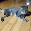 連日の猛暑日